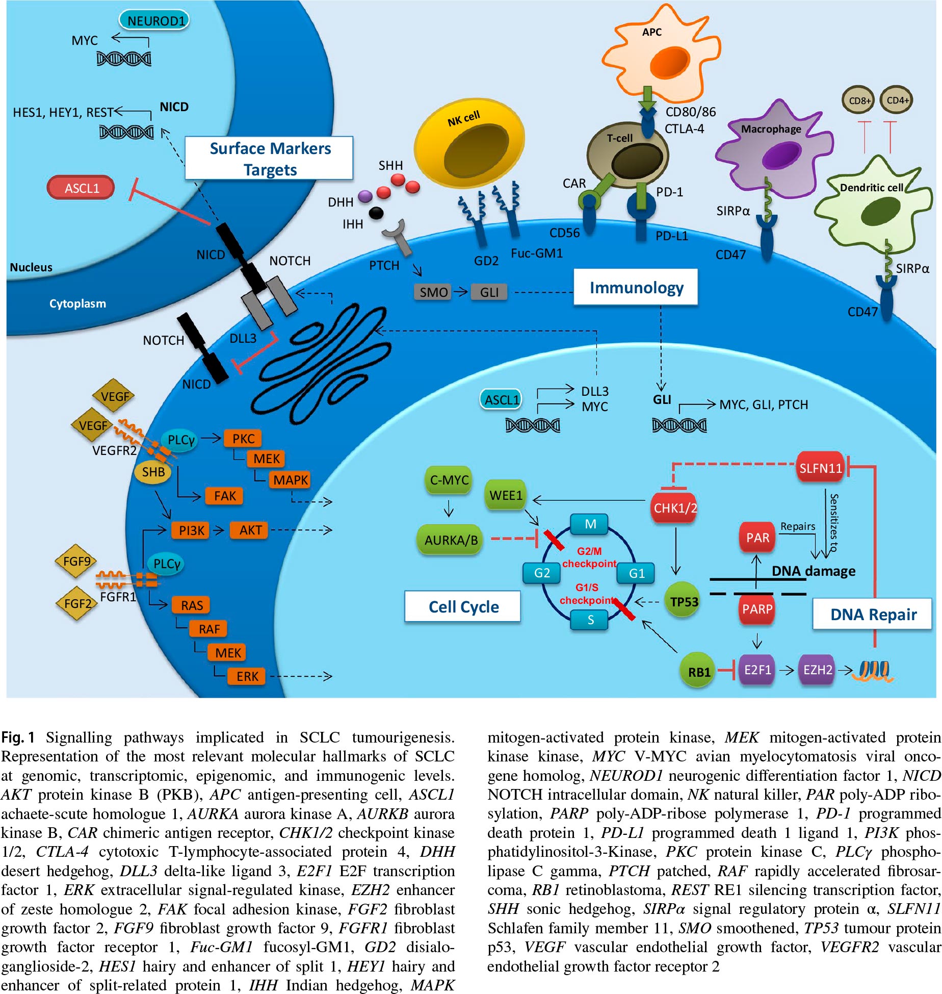 sclc signalling pathways - Small Cell Lung Cancer: Let Immunotherapy Help!