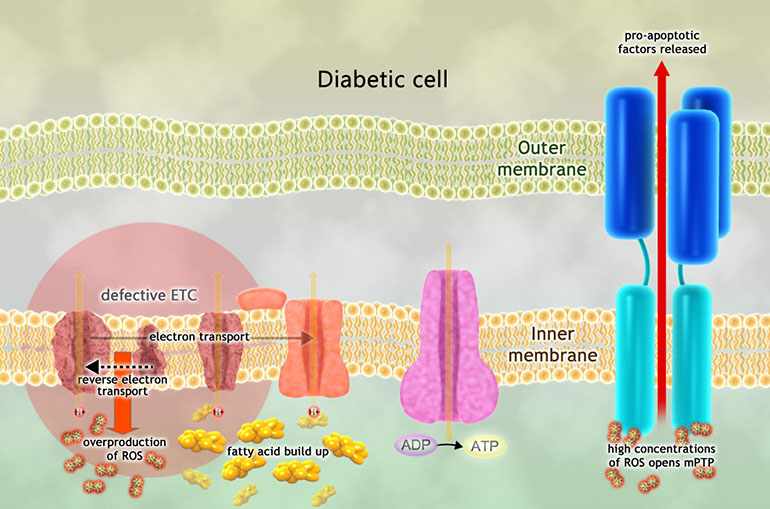Imeglimin moa02 - Twymeeg: Completely New Drug for Treatment of Type 2 Diabetes Mellitus