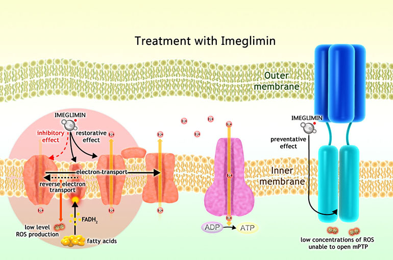 Imeglimin moa03 - Twymeeg: Completely New Drug for Treatment of Type 2 Diabetes Mellitus