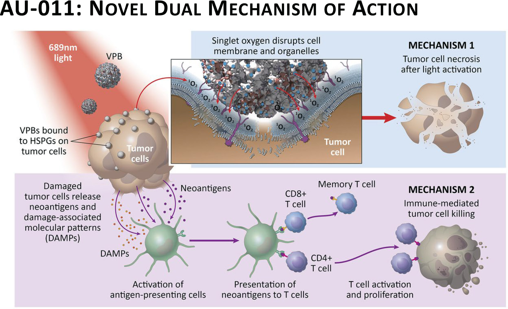 au 011 moa - Aura Biosciences: Anticancer Virus-Like Drug Conjugates
