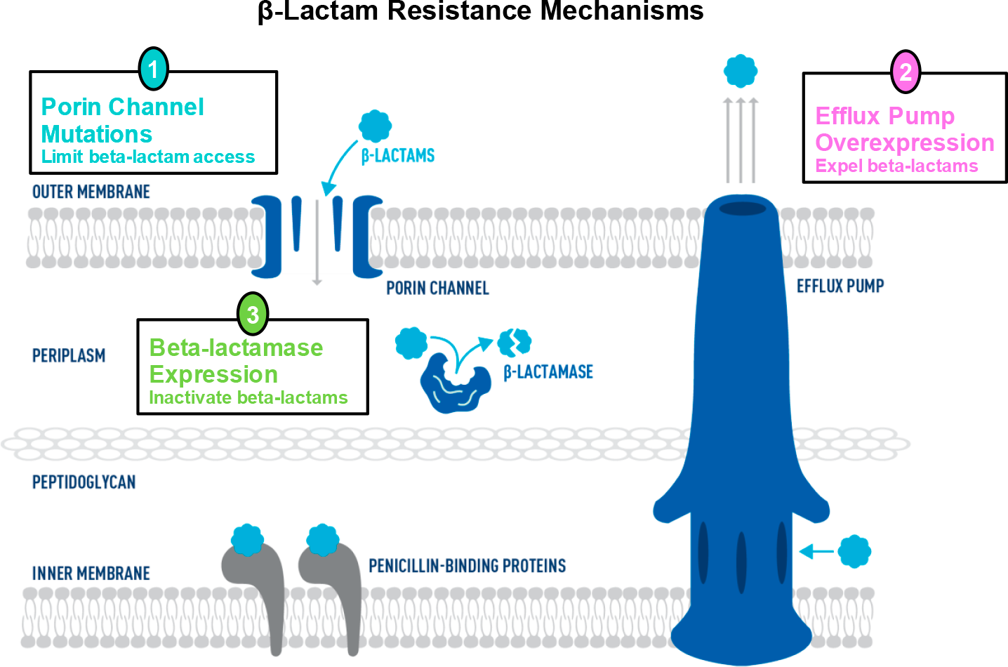 beta lactam resistance mechanisms - Fetroja/Fetcroja: New Cephalosporin That Bypasses All Antibiotic Resistance