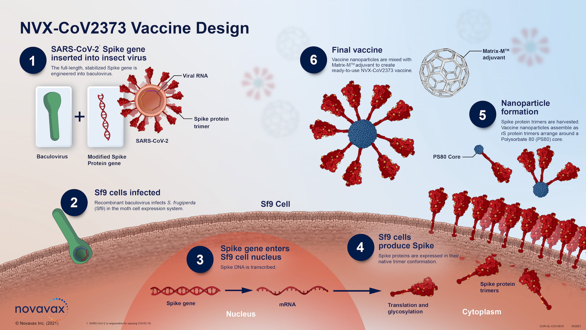 covovax nuvaxovid vaccine design - Covovax/Nuvaxovid: Nanoparticle Vaccine for COVID-19