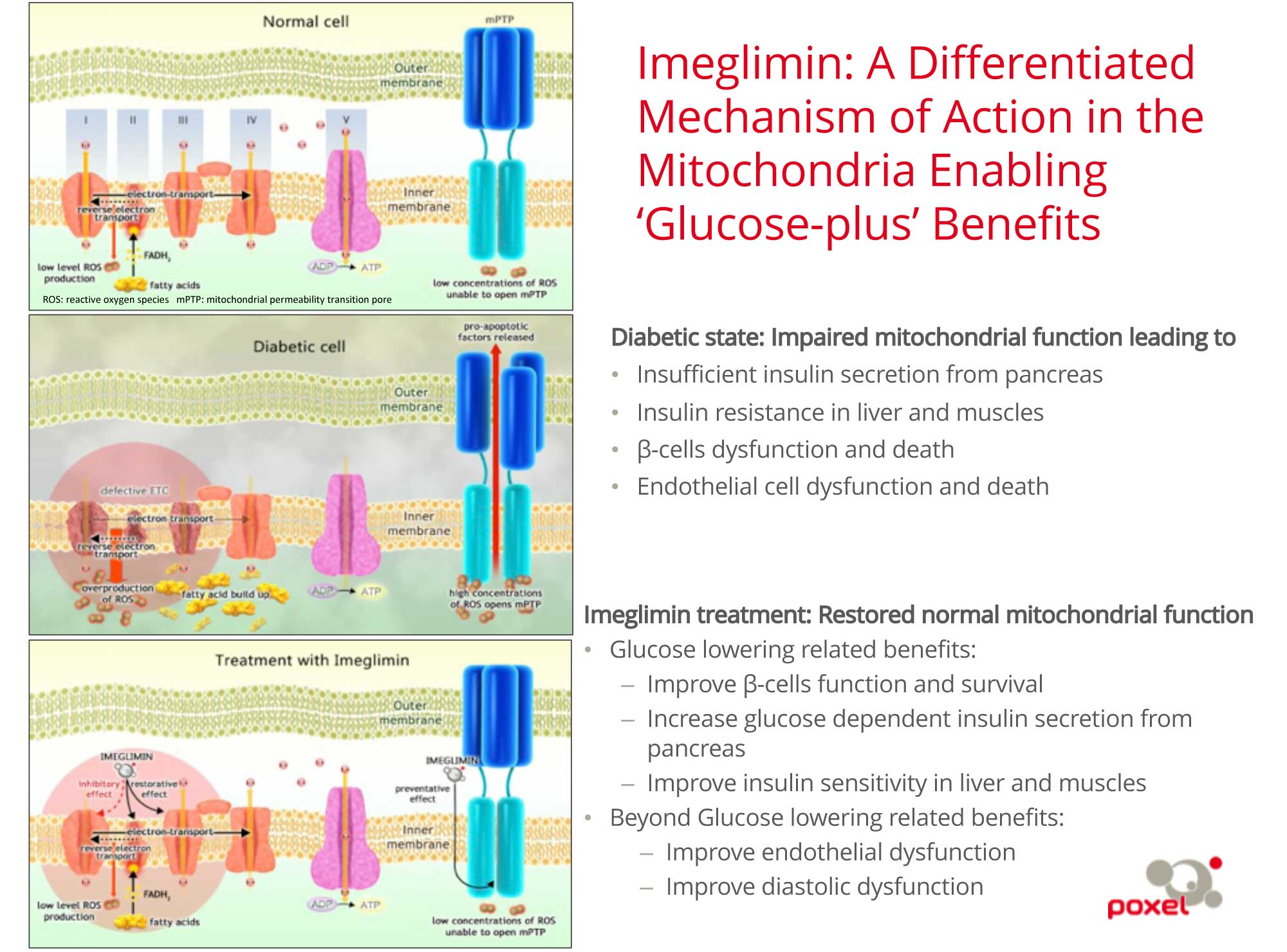 imeglimin moa 02 - Twymeeg: Completely New Drug for Treatment of Type 2 Diabetes Mellitus