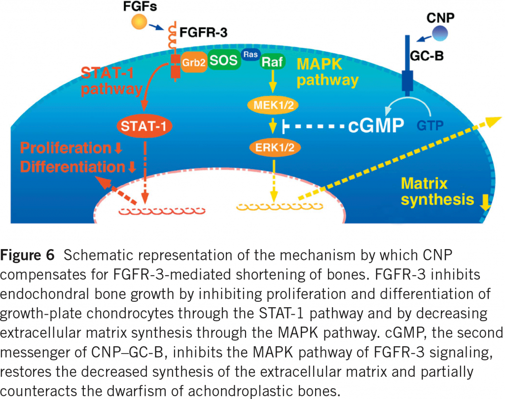 mapk stat1 pathways achondroplasia 1024x809 - Voxzogo: First Drug to Treat Dwarfism