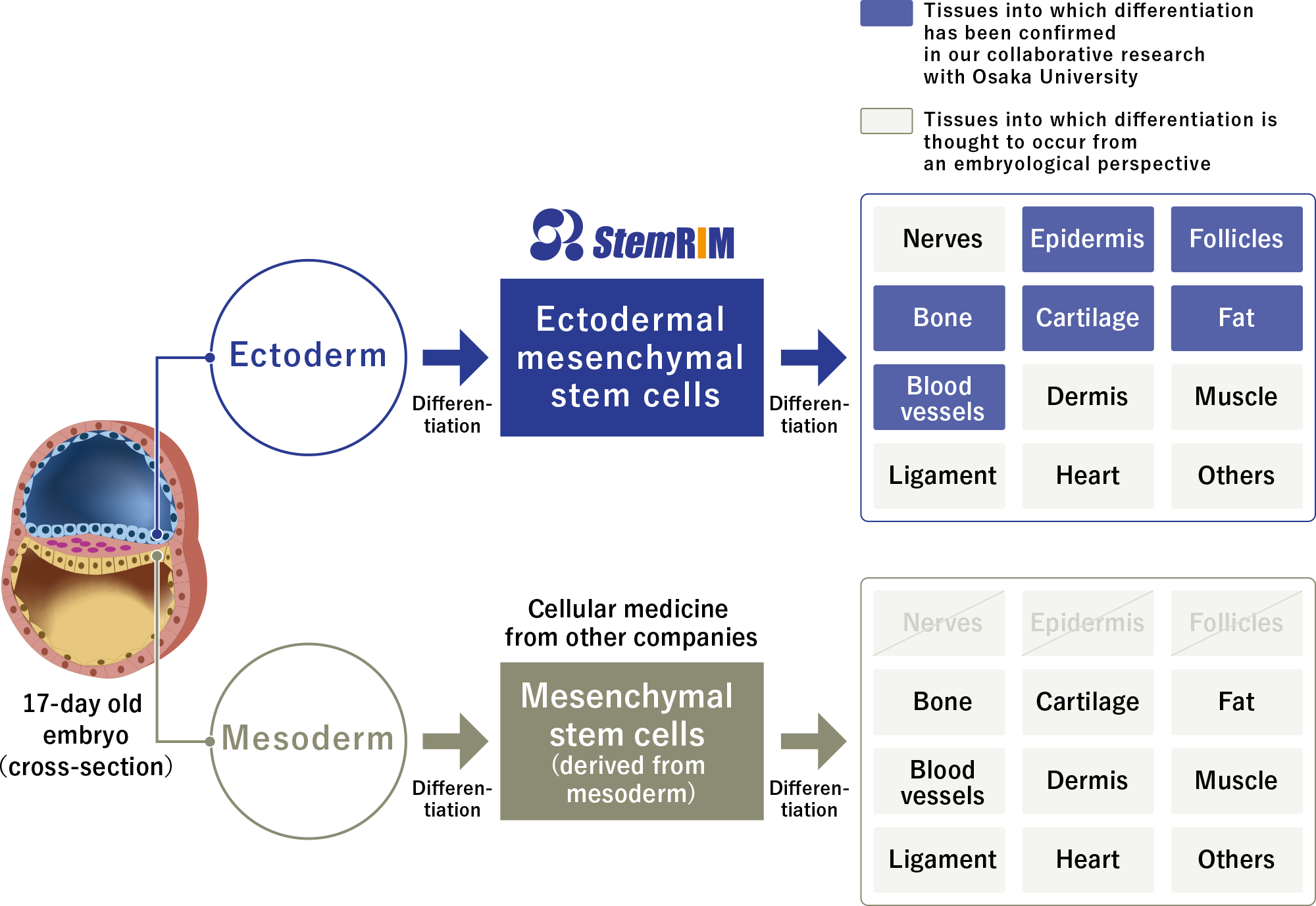 stemrim 02 - Redasemtide: Universal Medicine for Regeneration of Any Tissue